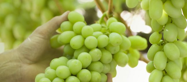 grapes benefits for eys