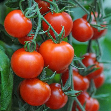 tomato benefit in blood pressure