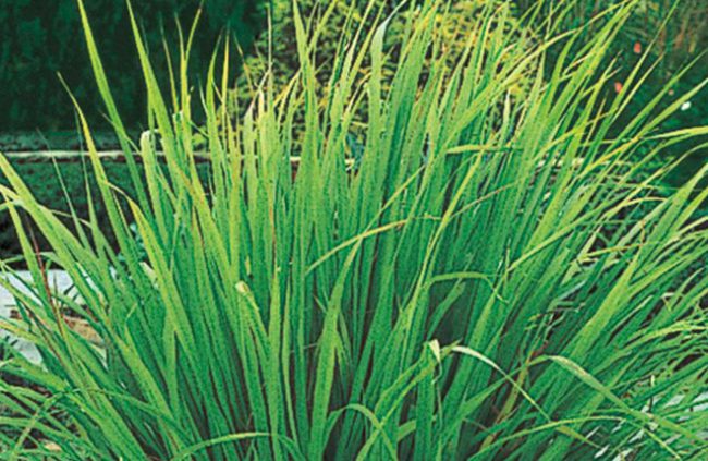 lemon-grass